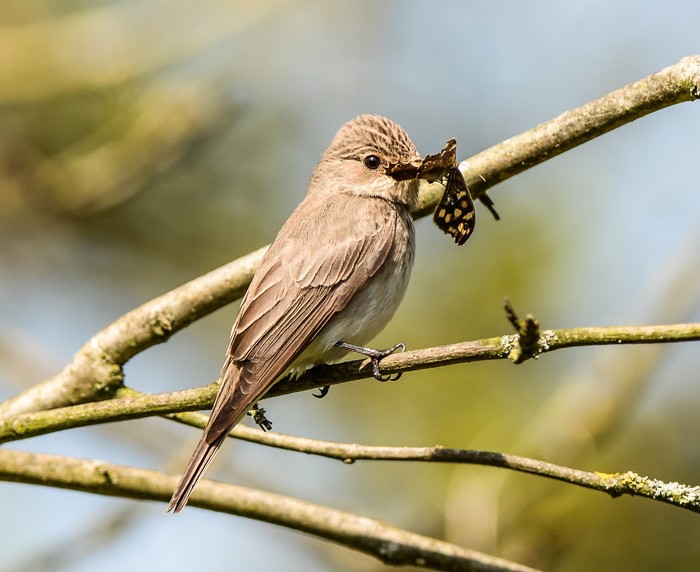 Spotted Flycatcher