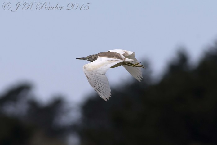 Squacco Heron