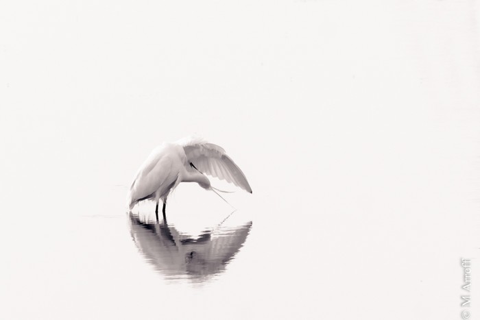 Little Egret