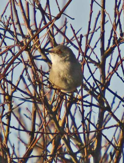 Sardinian Warbler