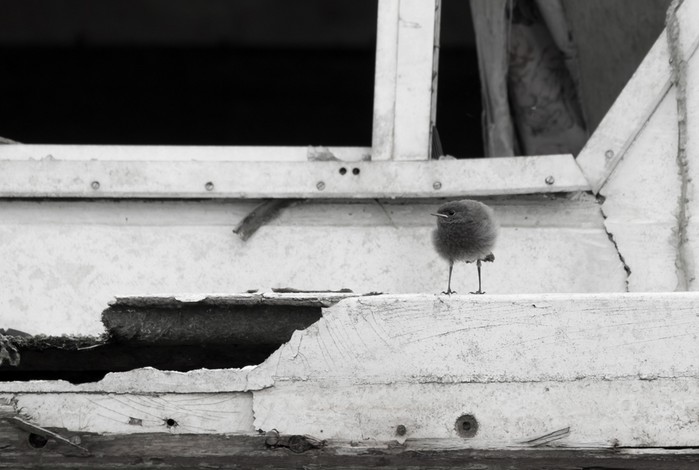 Black Redstart