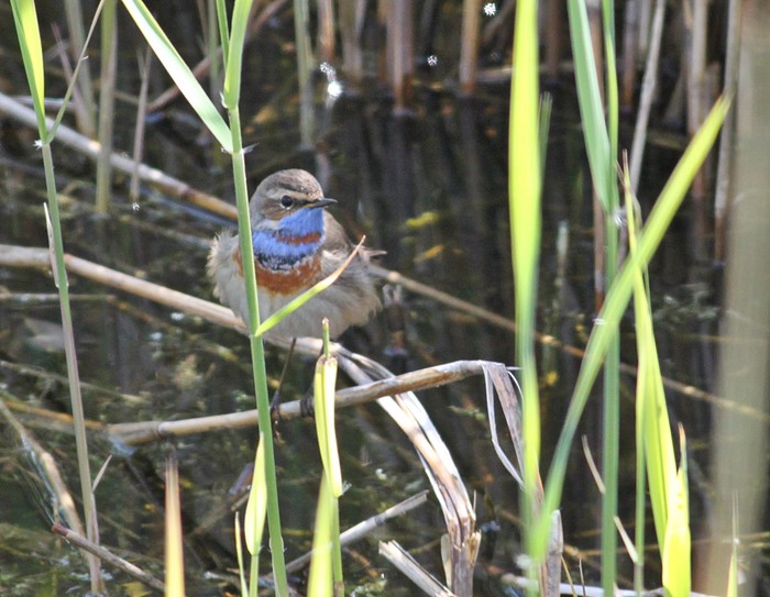Red-spotted Bluethroat