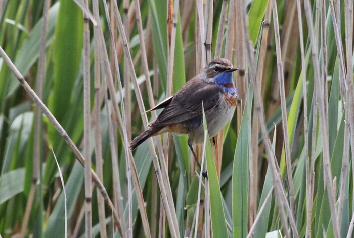 Red-spotted Bluethroat