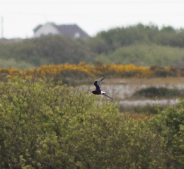 White-winged Black Tern