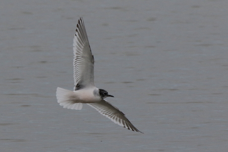 Little Gull