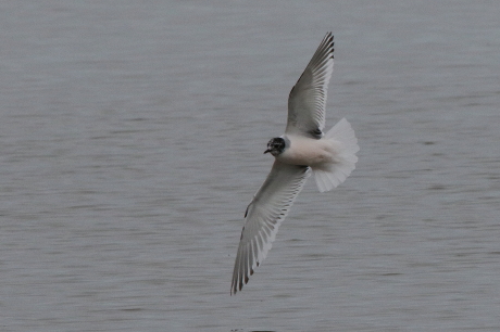 Little Gull