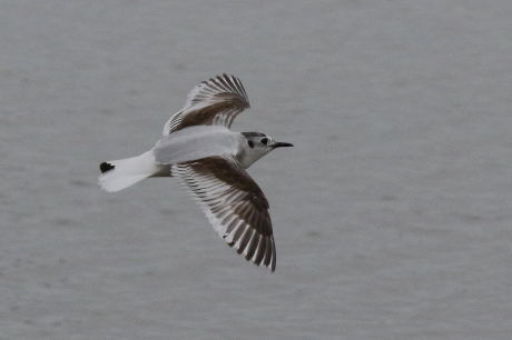 Little Gull