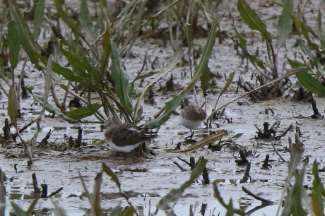 Temminck's Stint
