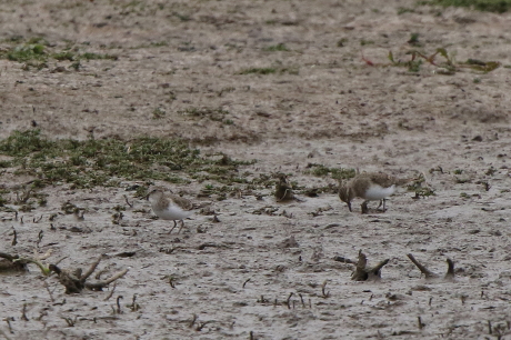 Temminck's Stint