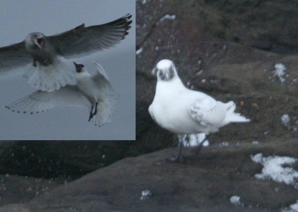 Ivory Gull
