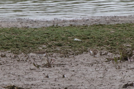 Temminck's Stint