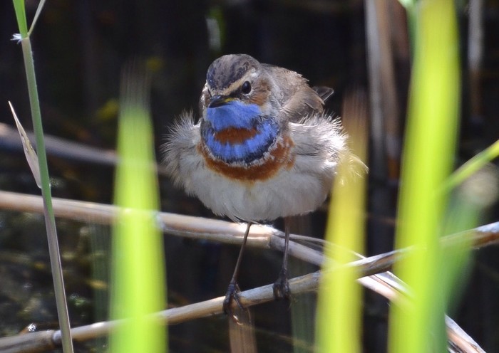 Red-spotted Bluethroat