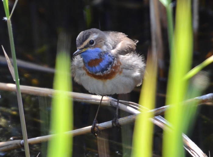 Red-spotted Bluethroat