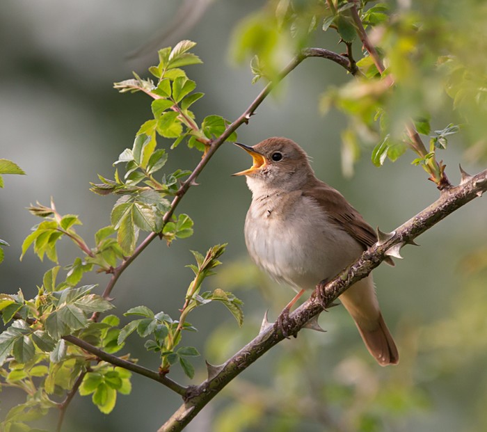 Nightingale