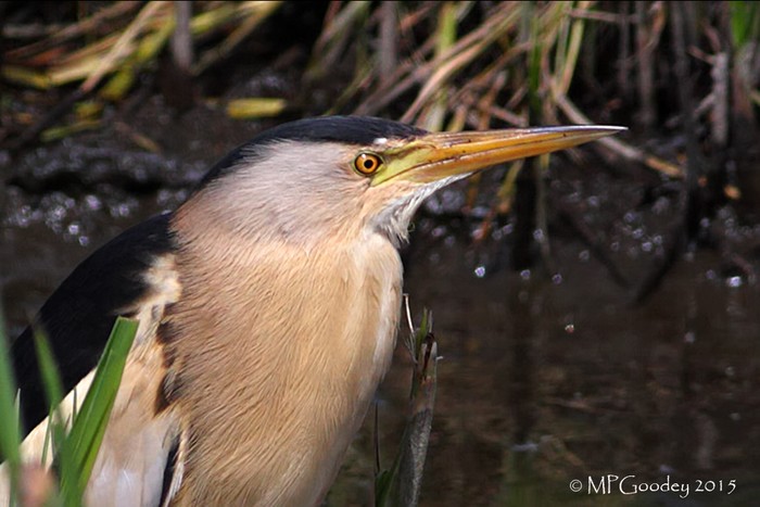 Little Bittern