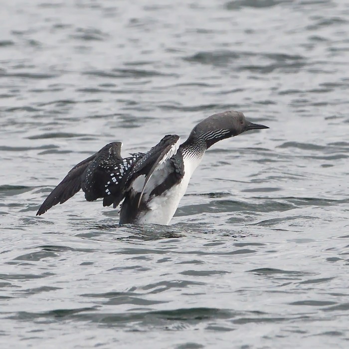 Black-throated Diver
