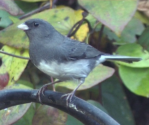 Dark-eyed Junco