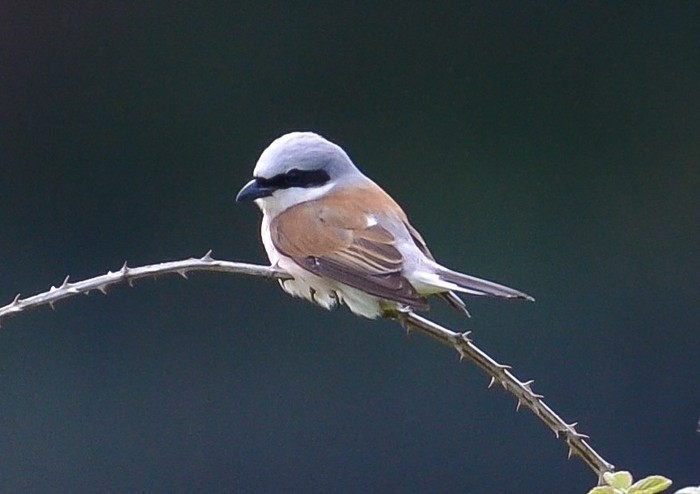 Red-backed Shrike