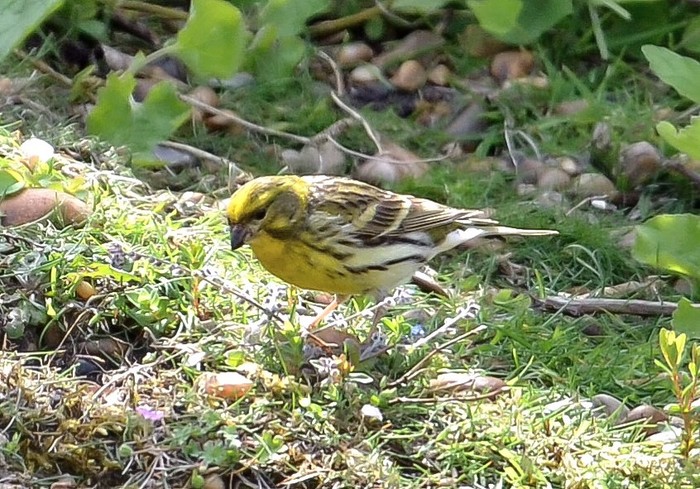 Serin
