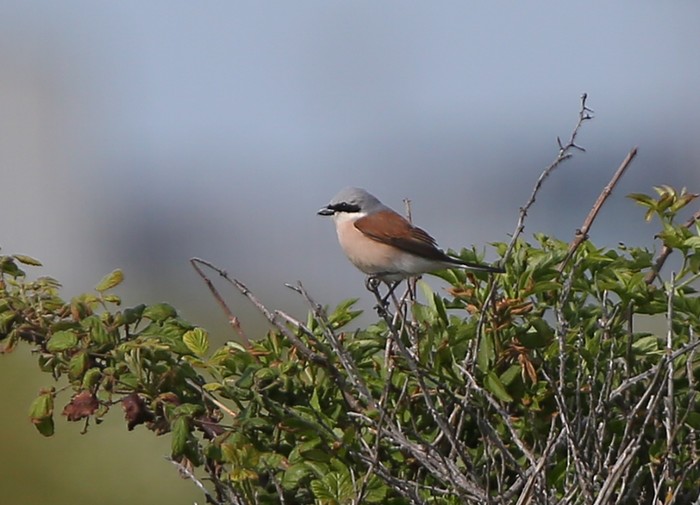 Red-backed Shrike