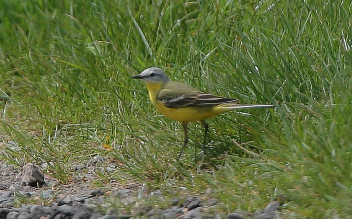 Channel Wagtail
