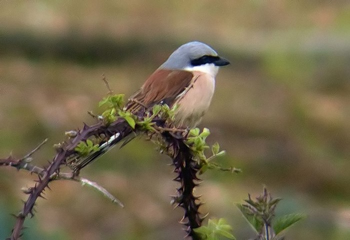 Red-backed Shrike