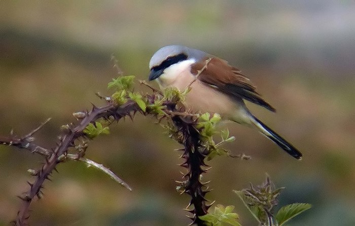 Red-backed Shrike