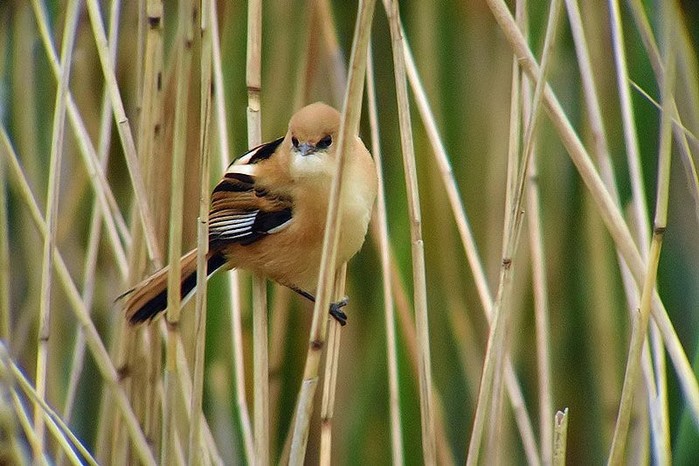 Bearded Tit