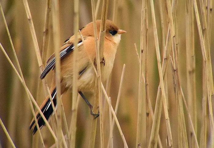 Bearded Tit