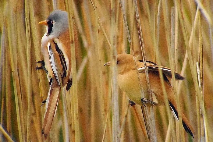 Bearded Tit