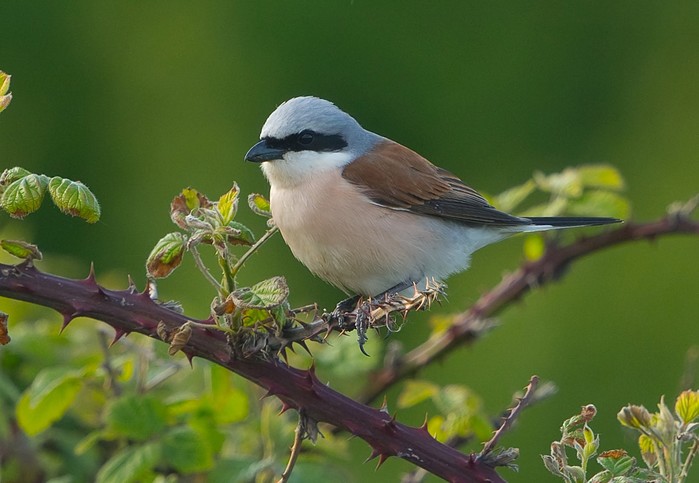 Red-backed Shrike