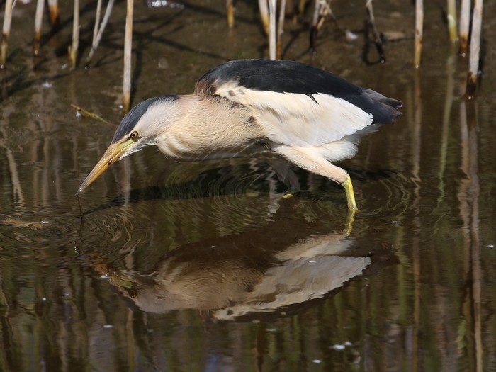 Little Bittern