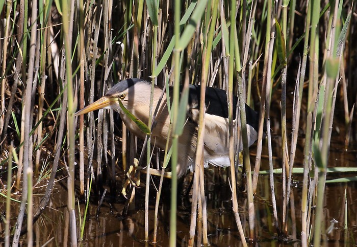 Little Bittern