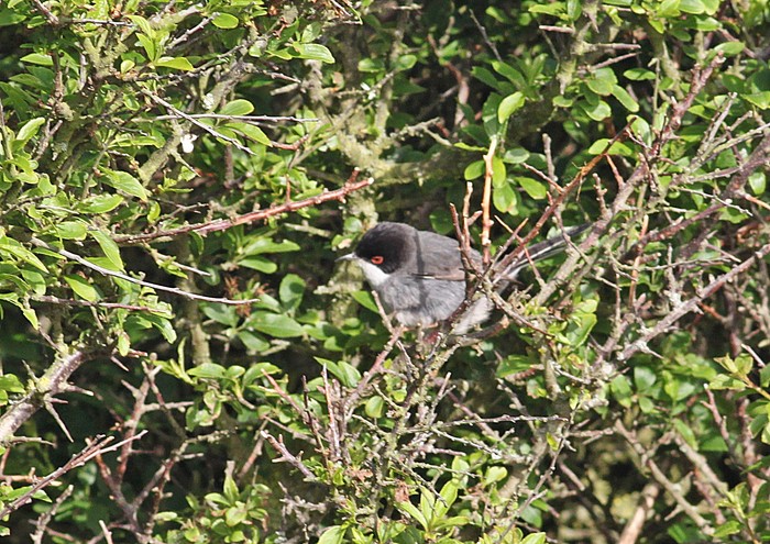 Sardinian Warbler