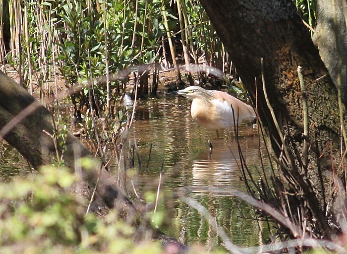Squacco Heron