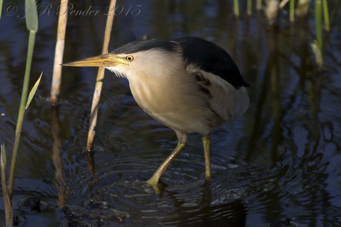 Little Bittern