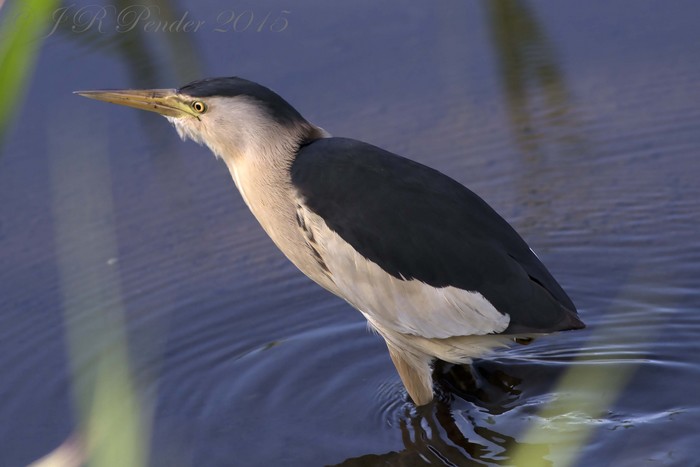 Little Bittern