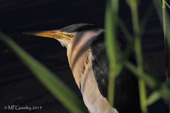 Little Bittern