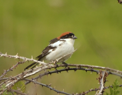 Woodchat Shrike