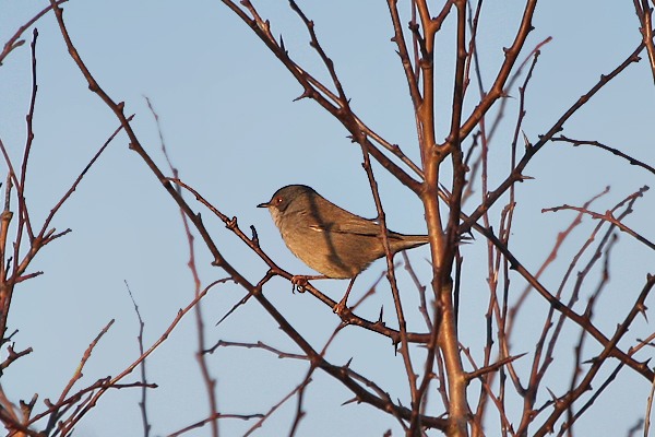 Sardinian Warbler