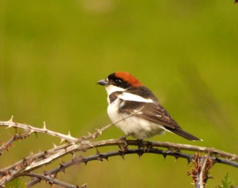 Woodchat Shrike