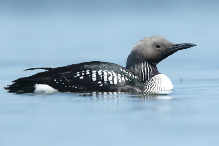 Black-throated Diver