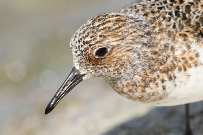 Sanderling