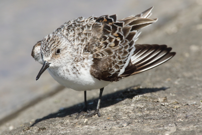 Sanderling