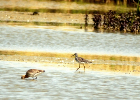 Greater Yellowlegs