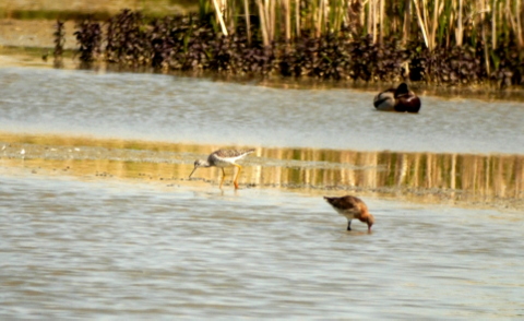 Greater Yellowlegs