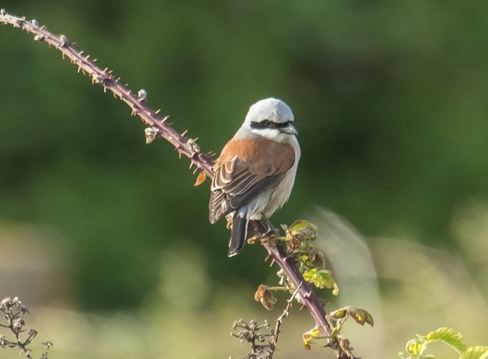 Red-backed Shrike