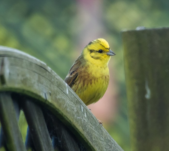 Yellowhammer