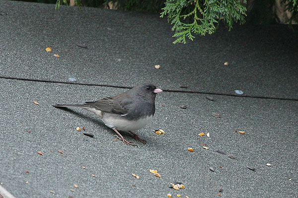 Dark-eyed Junco