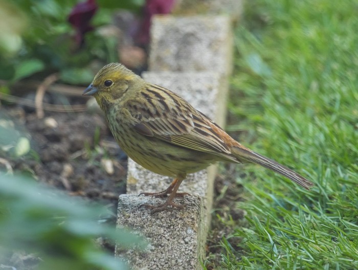 Yellowhammer